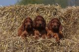 SETTER IRLANDAIS 123